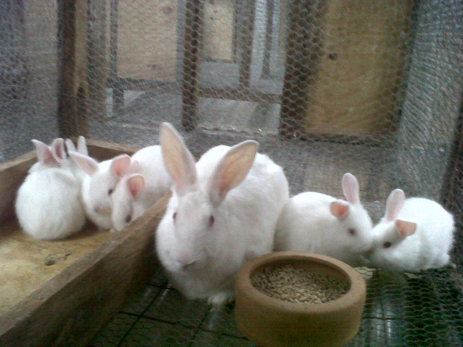 Rabbit Pen