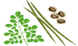 Moringa